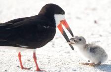 Mom and baby bird with cigarette in mouth