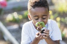 Little kid holding and smelling a basil plant