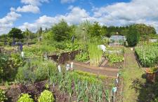 Community Garden