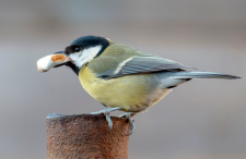 Bird with a cigarette butt in its mouth